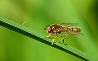 Hoverfly (Male, Epistrophe melanostoma)